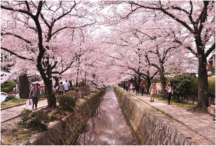 Philosopher's Walk, Kyoto bên cạnh con kênh nối Kinkakuji với cùng lân cận của Nanzenji. Dọc tuyến đường là hàng trăm cây hoa anh đào