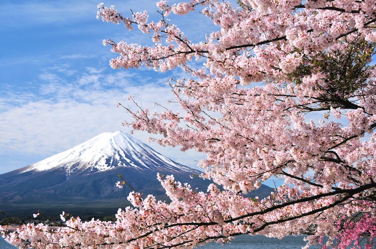 Hoa anh đào và núi Phú Sĩ