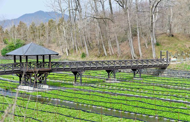 daio wasabi farm