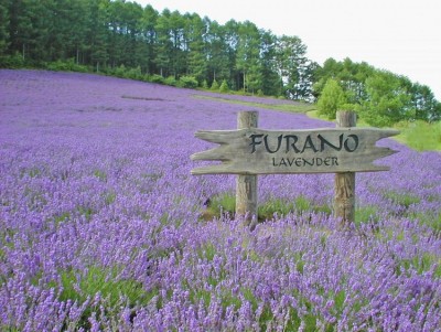 Furano Nhật Bản - lung linh mùa hoa Lavender