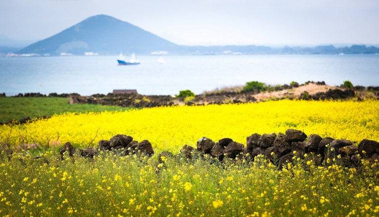Cánh đồng hoa cải vàng ở Jeju