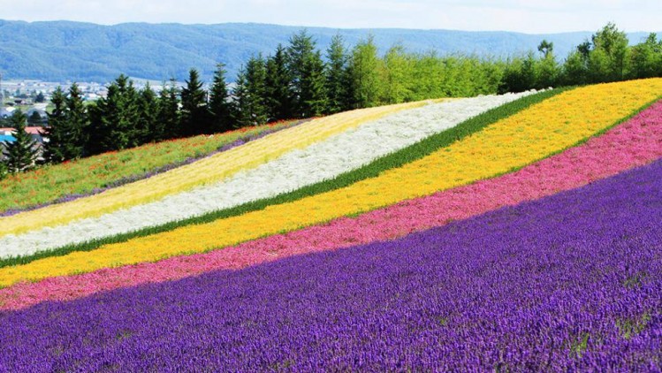 Những loài hoa trên đất nước Nhật Bản
